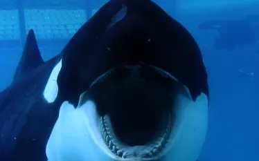 blackfishthumb.jpg.webp