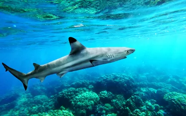 blacktip-reef-shark-shutterstock-ohishiapply.jpg.webp