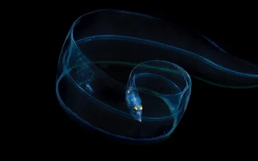 blackwater_leptocephalus-larval-eel----_edit.jpg.webp