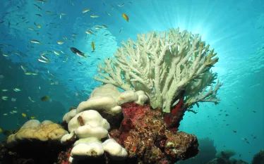 bleached-coral-shutterstock-acro_phuket.jpg.webp