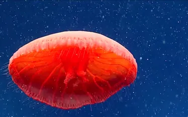 blood-red-jellyfish-noaa.jpg.webp