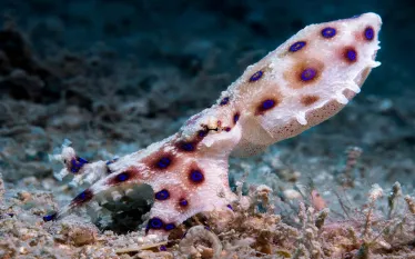 blue-ringed-octopus-koh-tao-elaine-brett.jpg.webp