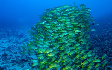 bluestriped_snapper_steves_cave.jpg.webp