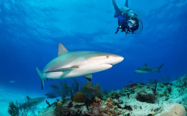 bmot-bimini-_teaser.jpg.webp