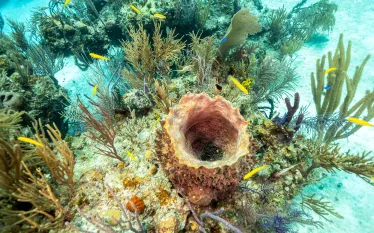 bmot-freeport-diveweek-__.jpg.webp