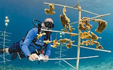 bonaire-reef-pilot_thumb.jpg.webp