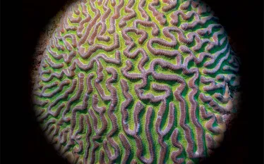 boulder-brain-coral.jpg.webp