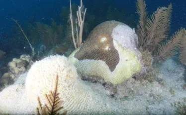 brain-corall-looe-key-stony-coral-tissue-loss-disease-greg-mcfall-noaa.png.webp