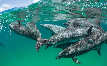 brent-durand-underwater-tips.jpg.webp