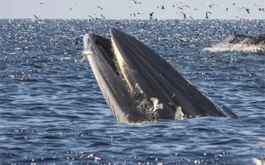 brydes-whale-facts.jpg.webp