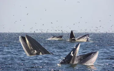 brydes-whale.jpg.webp