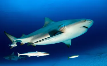 bull-shark-mexico-science-stop-shutterstock_.jpg.webp