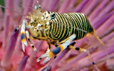 bumblebeeshrimp.jpg.webp