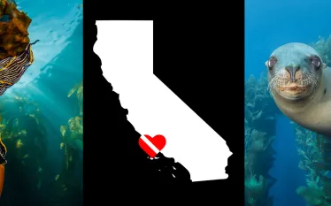 california-diving.jpg.webp