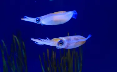 caribbean-reef-squid-shutterstock-cassiohabib.jpg.webp