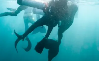 catalina-island-mermaid-rescue-credit-darren_joshua-leonardi_nativ-productions.png.webp