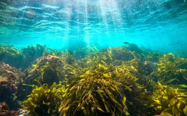 catalina-kelp-forest-jack-fishman.jpg.webp