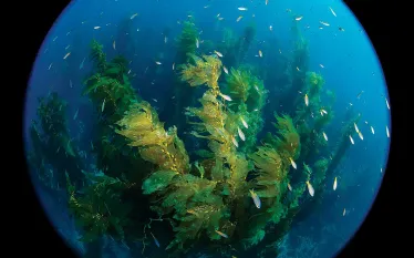 catalina-kelp.jpg.webp