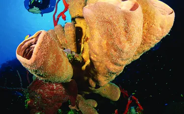 cayman_.jpg.webp