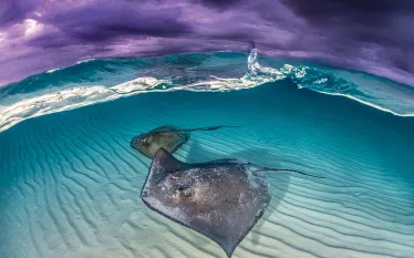 caymen-islands-sting-rays-alex-mustard.jpg.webp