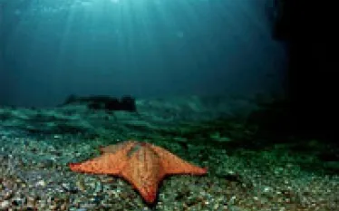 cd---starfish-thumb.jpg.webp