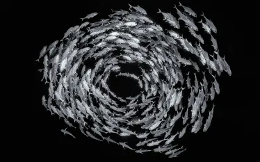circle-fish-school-alex-mustard.jpg.webp