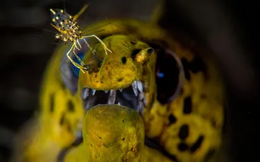 cleaner shrimp moray eel.jpg.webp