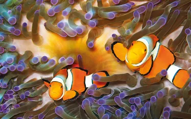 clown fish .jpg.webp