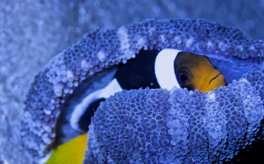 clownfish_diver_raamadan_shutterstock_.jpg.webp