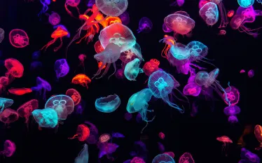 colorful-jellyfish-shutterstock-guitar-photographer.png.webp