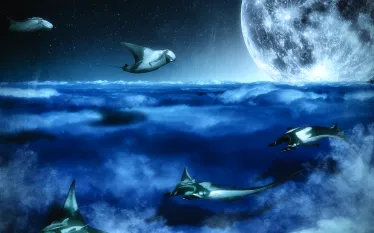 conor_culver.midnight_flights.scubadivingmagazine.septoctjpg.jpg.webp