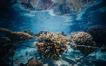 coral-garden-coral-gardeners-ryan-borne.png.webp