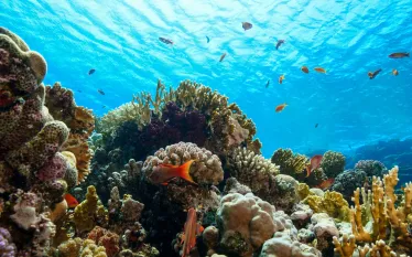 coral-reef-red-sea-shutterstock__.jpg.webp