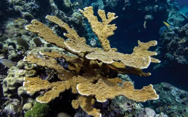 coral_acropora-palmata.jpg.webp