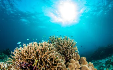 coral_reef_future_hope-teaser_.png.webp