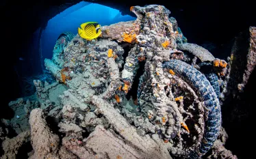 coralreef.alexmustard.scubadivingmagazine.may.jpg.webp