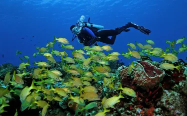 cozumel-diver-school-french-grunt-shutterstock-brian-lasenby.jpg.webp