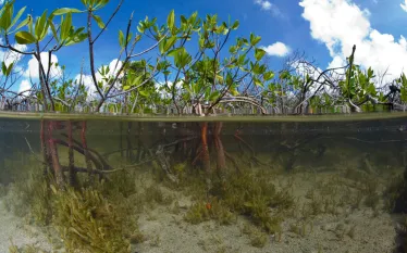 cozumel_mangroves_image_new.jpg.webp