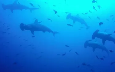 cressi-hammerheads-galapagos.jpg.webp