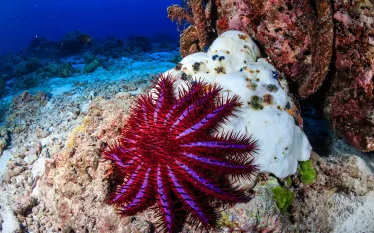 crown-of-thorns-starfish-shutterstock-richard-whitcombe.png.webp