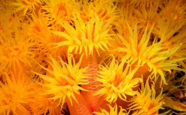 cup-coral-bajan-queen-barabados-henrietta-honor-passos.jpg.webp