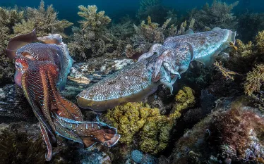 cuttlefish.jpg.webp