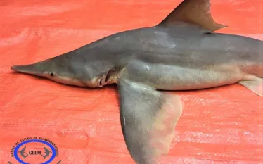 daggernose-shark.jpg.webp