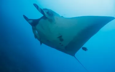 damir-manta-close_.jpg.webp