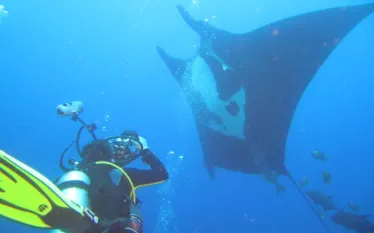 damir-manta-open_.jpg.webp