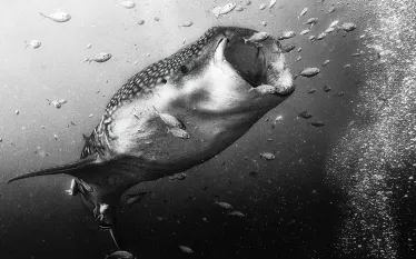 derawan-hero.jpg.webp
