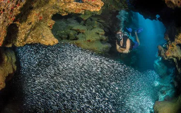 dive_o_clock_grand_cayman_teaser_alex_mustardscd_doc_.jpg.webp