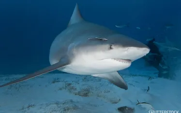 dive_with_bull_sharks_pro_dive_mexico_press_release_.jpg.webp