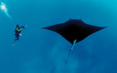 diver-manta-annie-crawley.png.webp