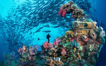 diver-school-jacks-wrec-chuuk-micronesia-credit-shutterstock-j.s.-lamy.png.webp